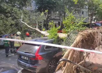 Ağac iki avtomobilin üstünə aşdı