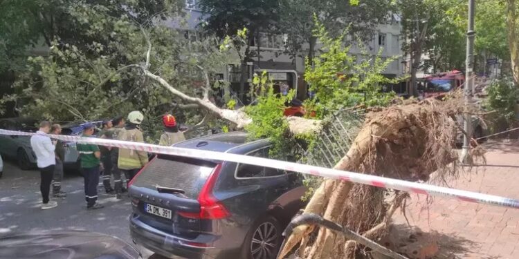 Ağac iki avtomobilin üstünə aşdı