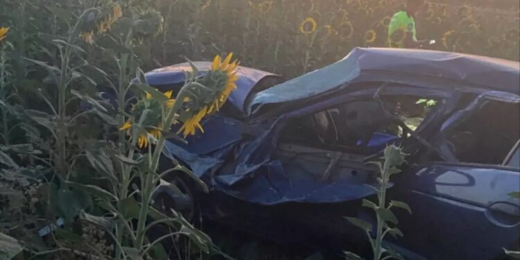 Avtomobil günəbaxan tarlasına aşdı: 3 yaralı