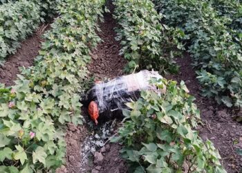 Külli miqdarda narkotik vasitənin ölkə ərazisinə keçirilməsinin qarşısı alınmışdır