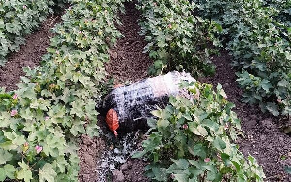 Külli miqdarda narkotik vasitənin ölkə ərazisinə keçirilməsinin qarşısı alınmışdır