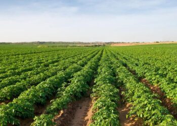 Əkin sahəsində meyiti tapıldı