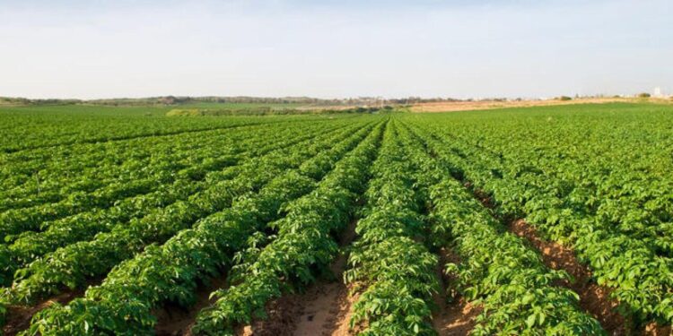 Əkin sahəsində meyiti tapıldı