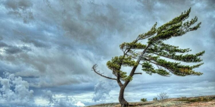 Küləkli hava şəraiti ilə bağlı sarı XƏBƏRDARLIQ