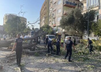 Ağac avtomobillərin üstünə aşdı