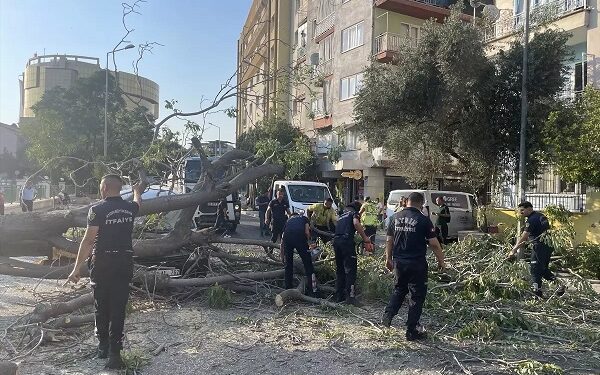 Ağac avtomobillərin üstünə aşdı