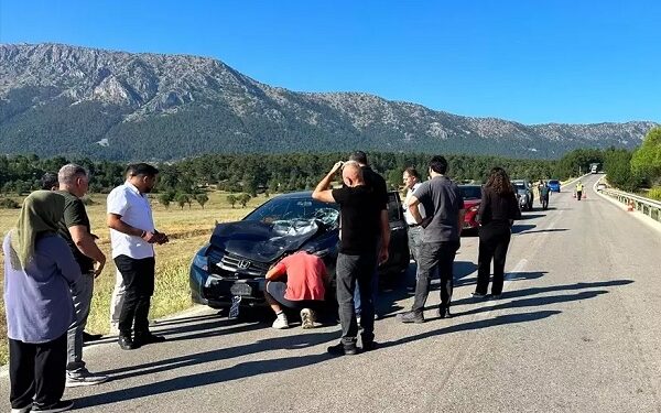 Avtomobil iribuynuzlu heyvana çırpıldı