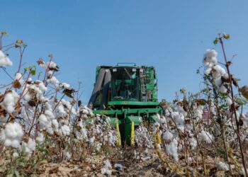 Pambıq istehsalçılarına qəbz elektron formada veriləcək