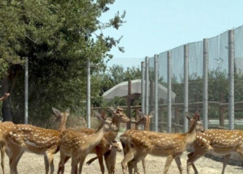 Buzovnada qanunsuz saxlanılan heyvanlar zooparka təhvil verildi – FOTOLAR