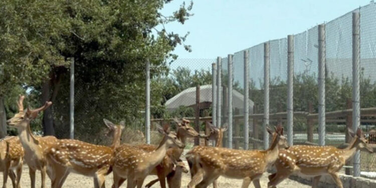 Buzovnada qanunsuz saxlanılan heyvanlar zooparka təhvil verildi - FOTOLAR