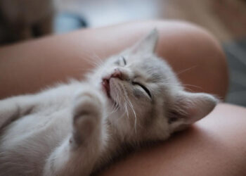 Evdə pişik saxlayanların nəzərinə – İflic riski var