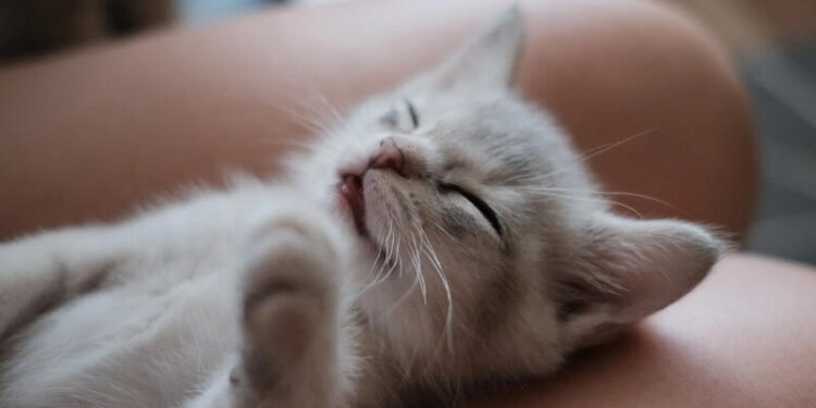 Evdə pişik saxlayanların nəzərinə - İflic riski var