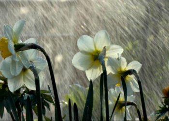 Sabah bəzi yerlərdə yağış yağacaq