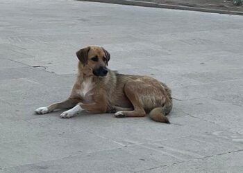 Masazırda 2 yaşlı uşağı it dişlədi – FOTOLAR