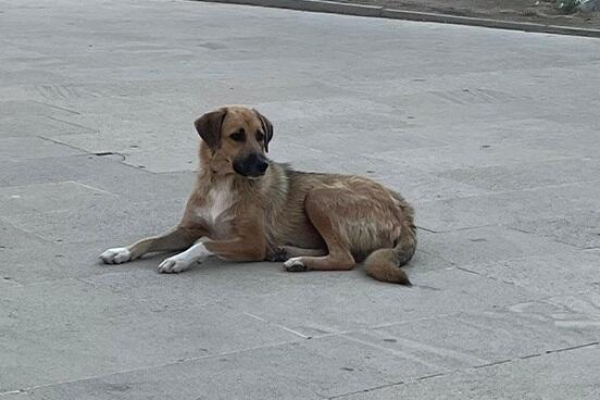 Masazırda 2 yaşlı uşağı it dişlədi - FOTOLAR