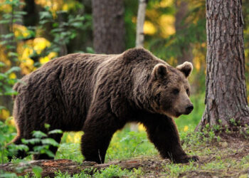 Azərbaycanda ayılar kəndə hücum etdi – FOTO