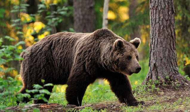 Azərbaycanda ayılar kəndə hücum etdi - FOTO