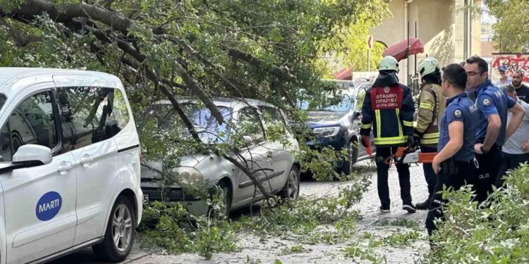 Ağac avtomobilin üstündə aşdı