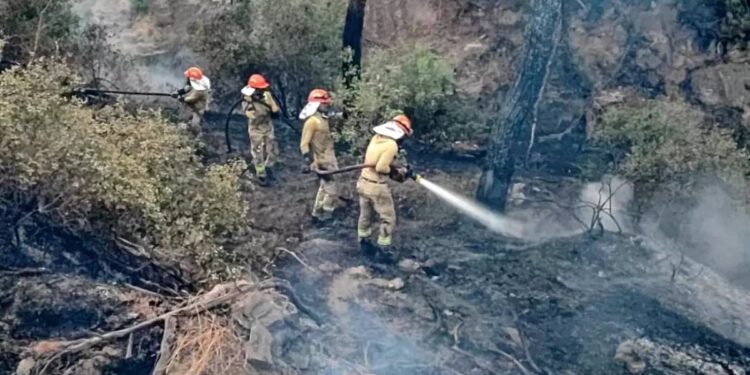 Meşə yanğını nəzarətə alınıb