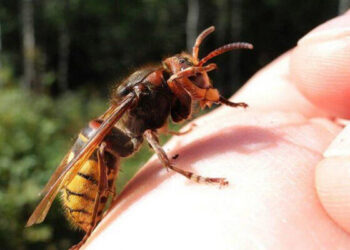 Arı dilindən sancdı, öldü