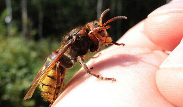 Arı dilindən sancdı, öldü