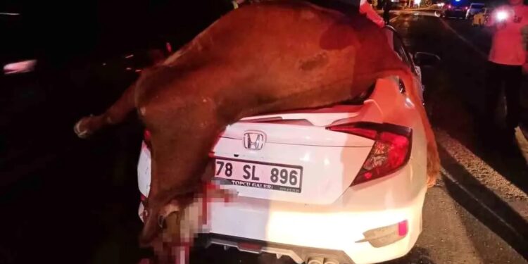 Avtomobil inəyə çırpıdı: İnək tələf oldu