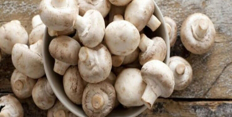 Göbələk alanda nələrə diqqət etmək lazımdır?