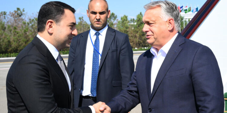 Orban Qəbələdədir - FOTOLAR