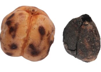 Qədimdən bu günə qədər gələn Türkiyə çörək irsi