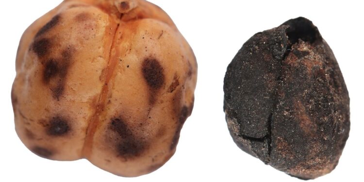 Qədimdən bu günə qədər gələn Türkiyə çörək irsi