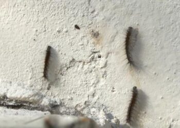 Bakının bu rayonunu qurd basır – ŞİKAYƏT