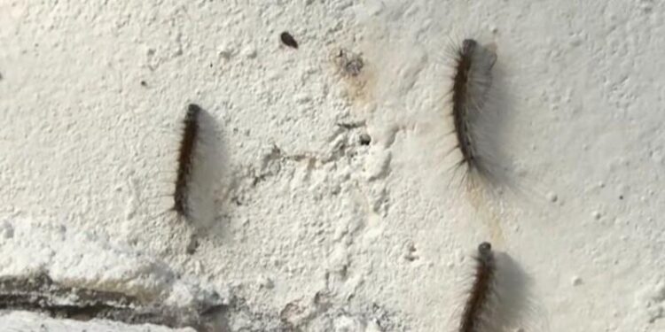 Bakının bu rayonunu qurd basır - ŞİKAYƏT