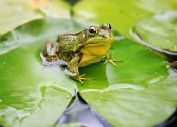 Bu ilin səkkiz ayında Azərbaycandan xarici ölkələrə nə qədər qurbağa ayağı ixrac edilib? – AÇIQLAMA