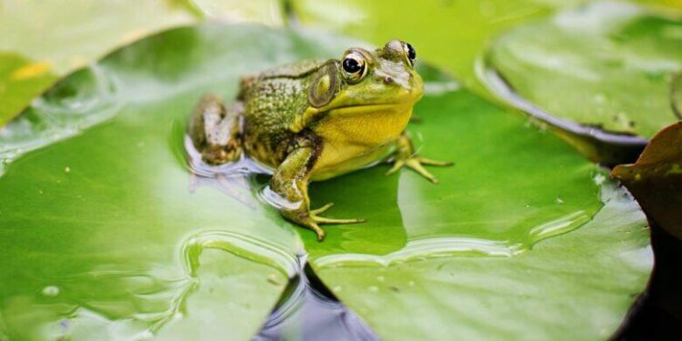 Bu ilin səkkiz ayında Azərbaycandan xarici ölkələrə nə qədər qurbağa ayağı ixrac edilib? - AÇIQLAMA