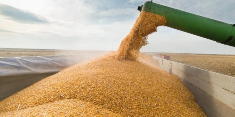 Azərbaycan vasitəsilə Ermənistana buğda daşınır