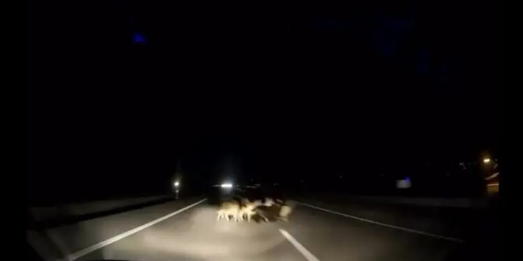 Avtomobil qoyun sürüsünə çırpıldı: 12 qoyun tələf oldu