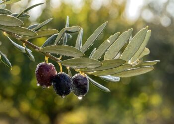 Türkiyənin məşhur zeytun yığımına qoşulun – bu mövsümi təcrübəni qaçırmayın!