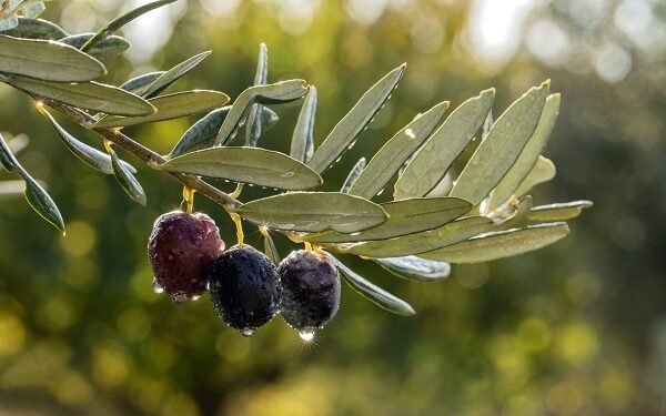 Türkiyənin məşhur zeytun yığımına qoşulun – bu mövsümi təcrübəni qaçırmayın!