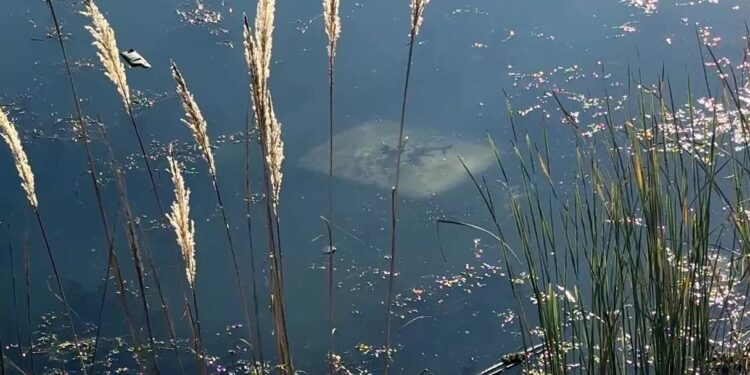 Sürücülük vəsiqəsi olmayan şəxs avtomobili gölə aşırıb