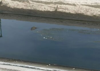 Abşeron suvarma kanalında baş vermiş balıq tələfatı ilə bağlı monitorinqlər aparılır