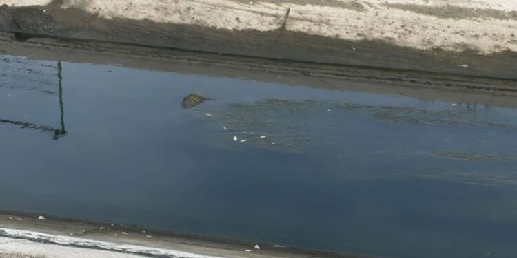 Abşeron suvarma kanalında baş vermiş balıq tələfatı ilə bağlı monitorinqlər aparılır