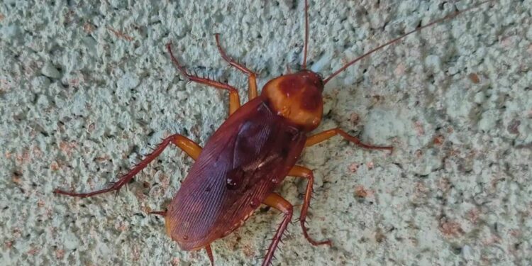 İki nəfəri öldürdü, “əmri tarakandan almışam” dedi