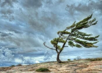 Küləkli hava şəraiti ilə bağlı sarı və narıncı XƏBƏRDARLIQ