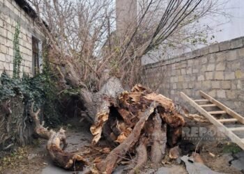 Bakıda güclü külək ağacı elektrik xəttinin üzərinə AŞIRDI