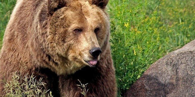 250 kq-lıq ayı ABŞ sakininin zirzəmisində sığınacaq tapdı - VİDEO