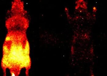 Bütün canlılarda zəif, amma ölçülə bilən parıltı mövcuddur