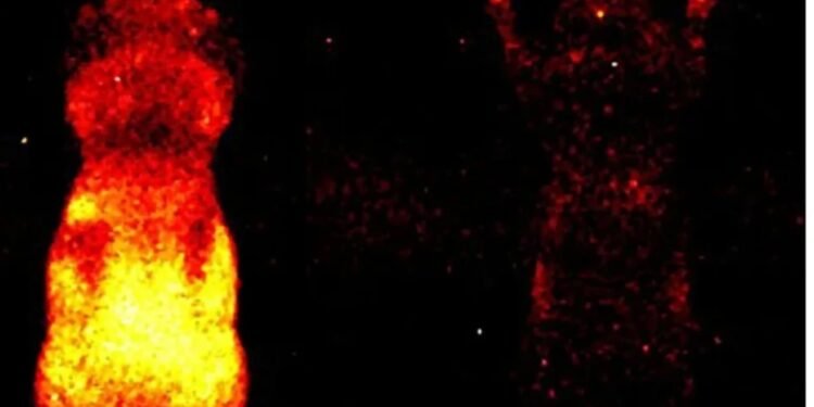 Bütün canlılarda zəif, amma ölçülə bilən parıltı mövcuddur