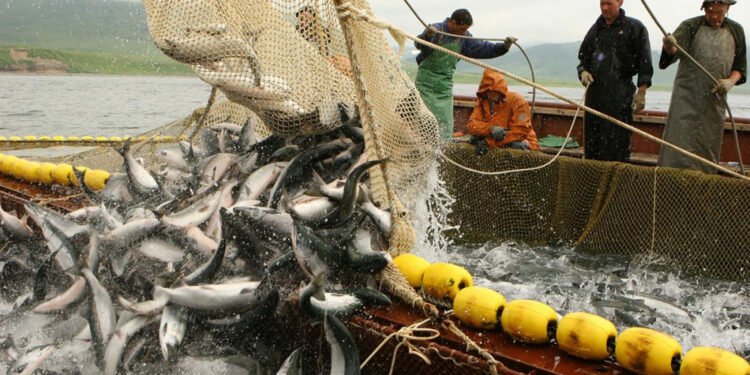 2026-cı ildə balıq və digər su bioresurslarının ovu üçün kvota bölgüsü təqsdiqlənib