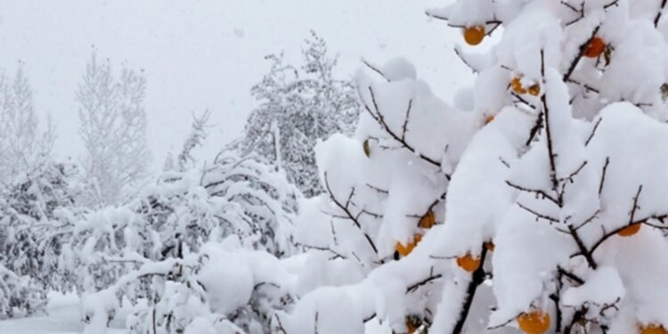 Sabah qar yağacaq, 16 dərəcə şaxta olacaq