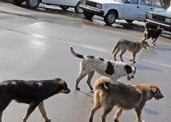 Bakıda sahibsiz itlər kabusu: Təkcə bir qəsəbədə 65 adamı dişləyiblər